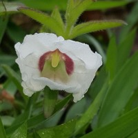 Centranthera indica (L.) Gamble